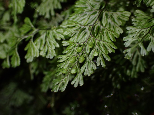 Hymenophyllum observed 2026-10-26