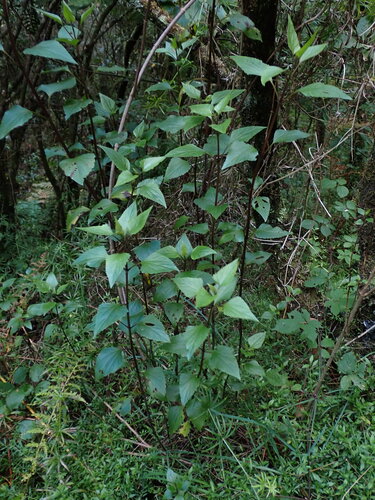 Ageratina adenophora observed 2026-10-26