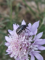 Oxythyrea funesta