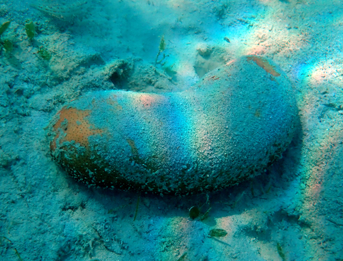 Bohadschia observed 2026-10-26