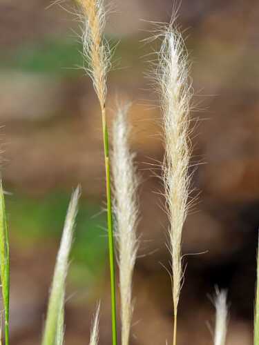 Dichelachne crinita observed 2026-10-22