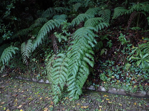 Woodwardia radicans observed 2026-10-26