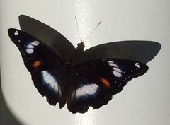 Hypolimnas bolina nerina