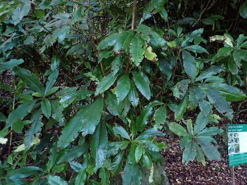 Clethra observed 2026-10-26