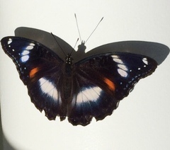 Hypolimnas bolina nerina