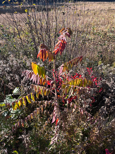 Rhus typhina observed 2026-10-26