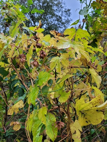 Humulus lupulus, 2026-10-26