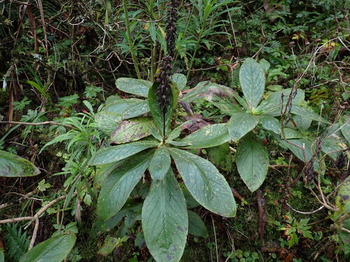 Callianassa observed 2026-10-26