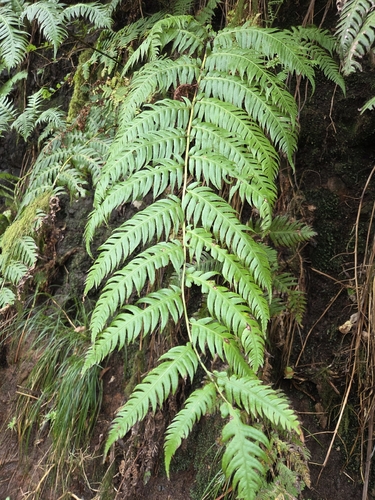 Woodwardia radicans observed 2026-10-26