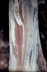 Eucalyptus salmonophloia