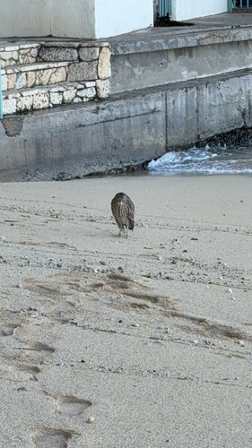 Nycticorax nycticorax, 2026-10-26