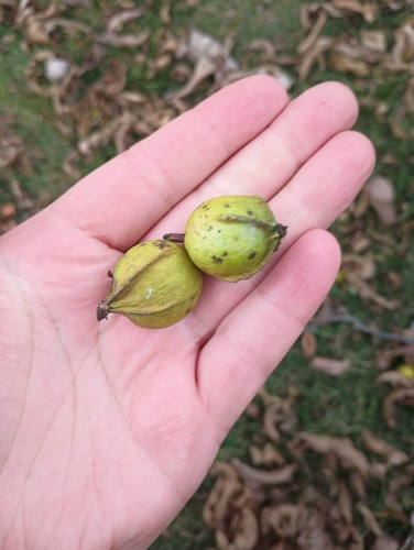 Carya cordiformis observed 2026-10-26