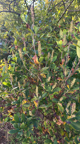 Clethra observed 2026-10-26