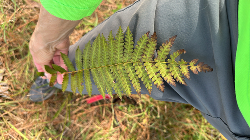 Osmundastrum cinnamomeum observed 2026-10-26
