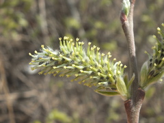 Salix