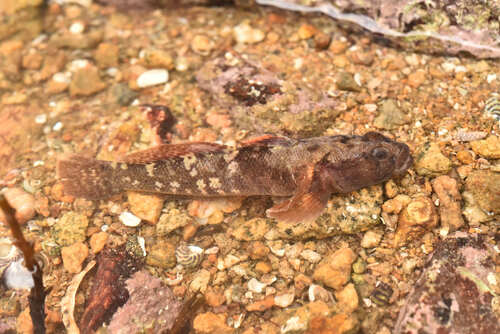 Gobius paganellus observed 2026-10-26