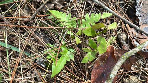 Lorinseria areolata observed 2026-10-26