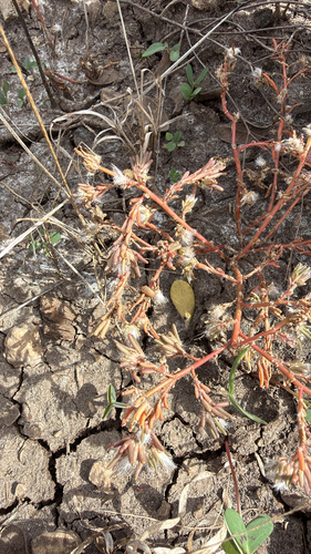 Portulaca observed 2026-10-26