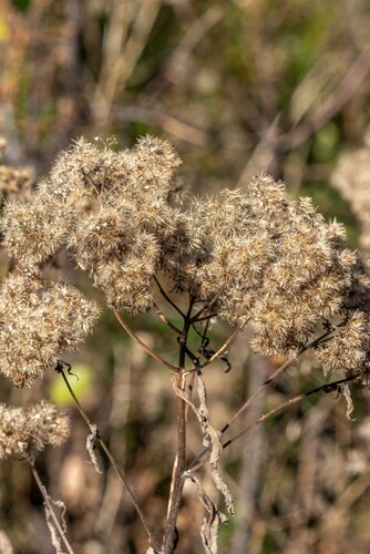Eutrochium maculatum, 2026-10-20