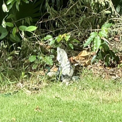Ctenosaura, 2026-10-26