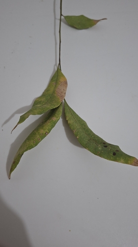 Sapindus saponaria observed 2026-10-26