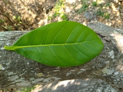 Ficus obtusifolia