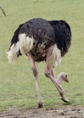 Struthio camelus massaicus