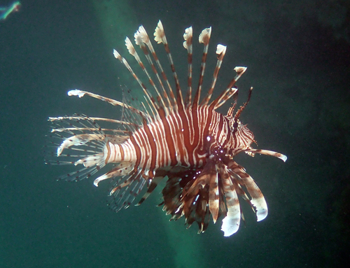 Pterois observed 2026-10-26
