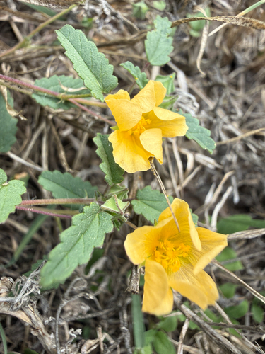 Sida abutilifolia observed 2026-10-26