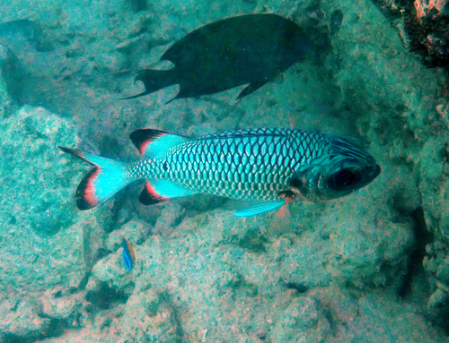 Myripristis observed 2026-10-26