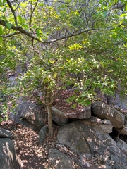 Ficus obtusifolia