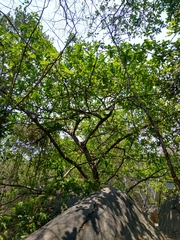 Ficus obtusifolia
