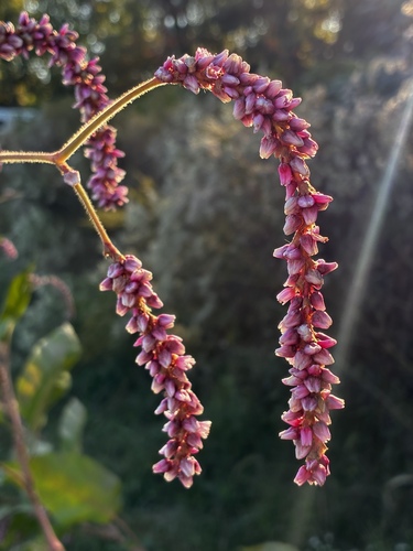 Persicaria orientalis observed 2026-10-26