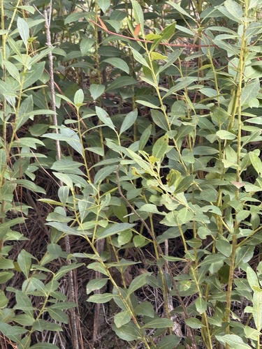 Ilex glabra observed 2026-10-26