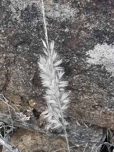 Melica ciliata, 2026-10-26