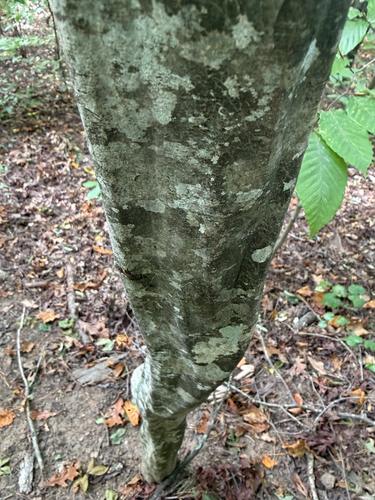 Carpinus caroliniana, 2026-10-26