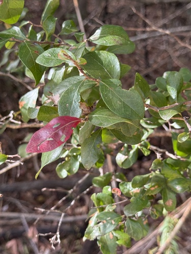 Vaccinium arboreum observed 2026-10-26