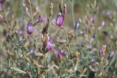 Astragalus hyrcanus