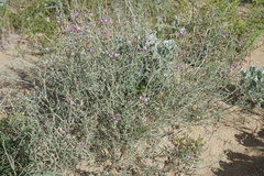 Astragalus hyrcanus