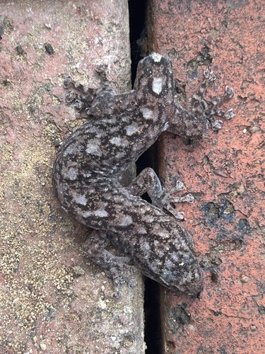 Phyllodactylus, 2026-10-26