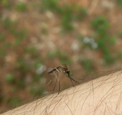 Ochlerotatus
