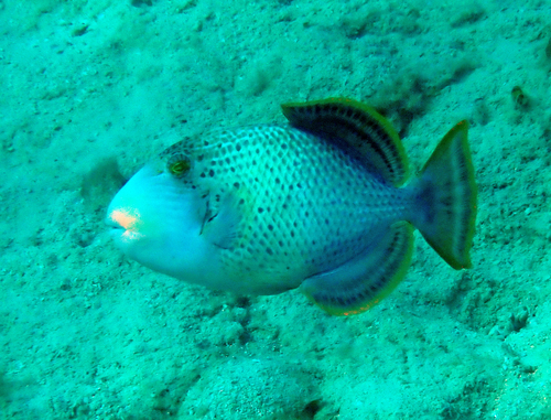 Pseudobalistes flavimarginatus observed 2026-10-26