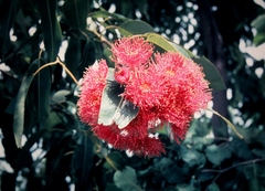 Corymbia ptychocarpa