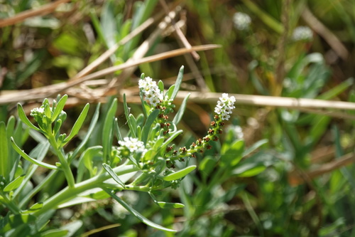 Heliotropium curassavicum observed 2026-10-26