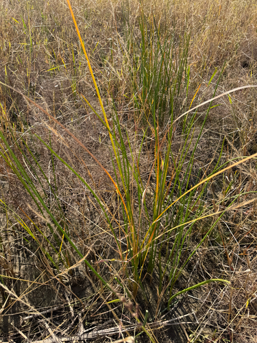 Schoenoplectus tabernaemontani observed 2026-10-26