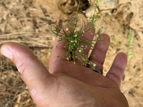 Erigeron canadensis observed 2026-10-26