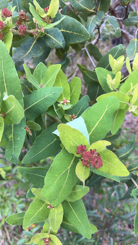 Angophora hispida, 2026-10-27