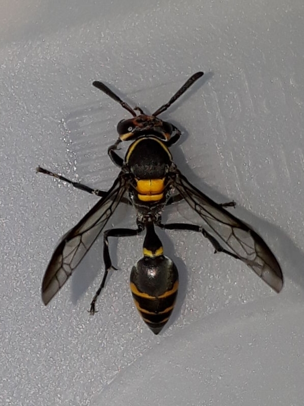 Polybia erythrothorax