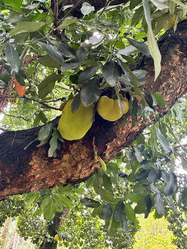 Artocarpus observed 2026-10-23
