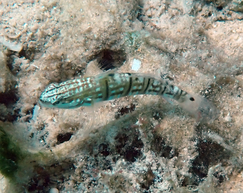 Amblygobius phalaena observed 2026-10-26